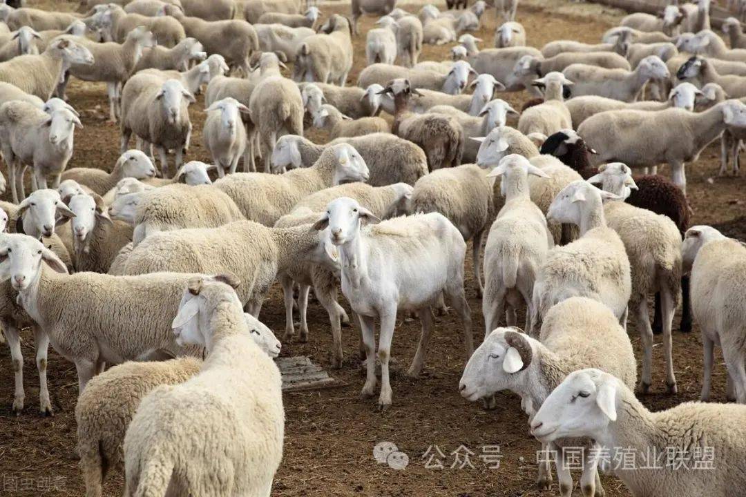 天降甘霖草木盛,牛肥羊壮家畜旺是什么生肖的警惕虚假宣传-全面释义、解释与落实、深度解答解释落实